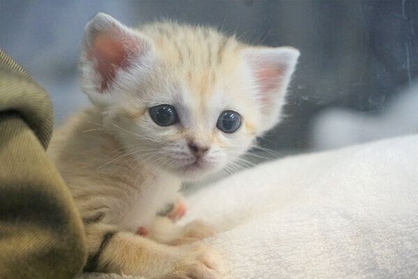 スナネコの赤ちゃん