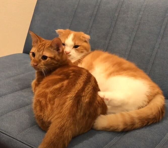 くっつく猫たち