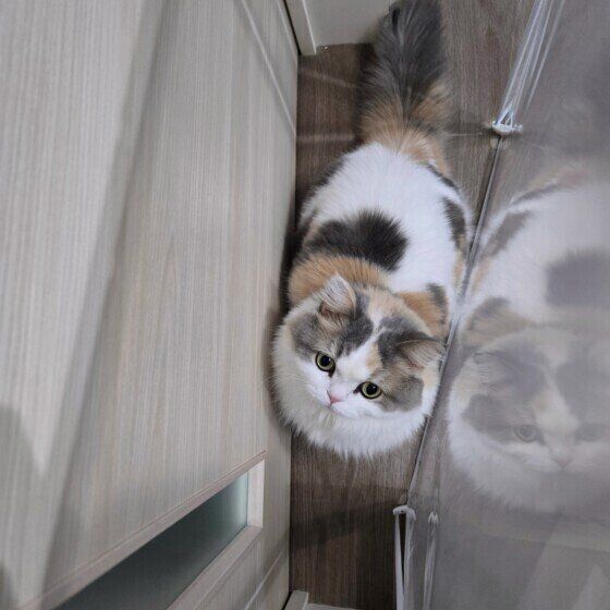 すき間に入り込む猫