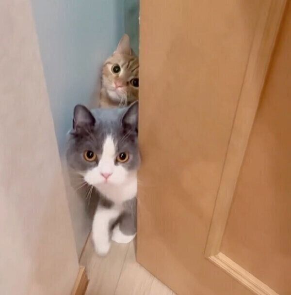 飼い主さんを出迎える、ミミさんとたぶくん