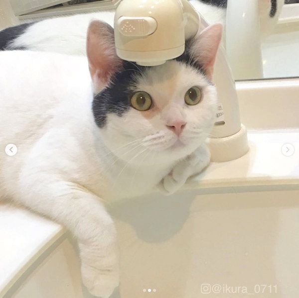 水浴びする猫