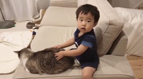 マッサージされる猫