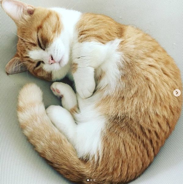 アンモニャイトする猫