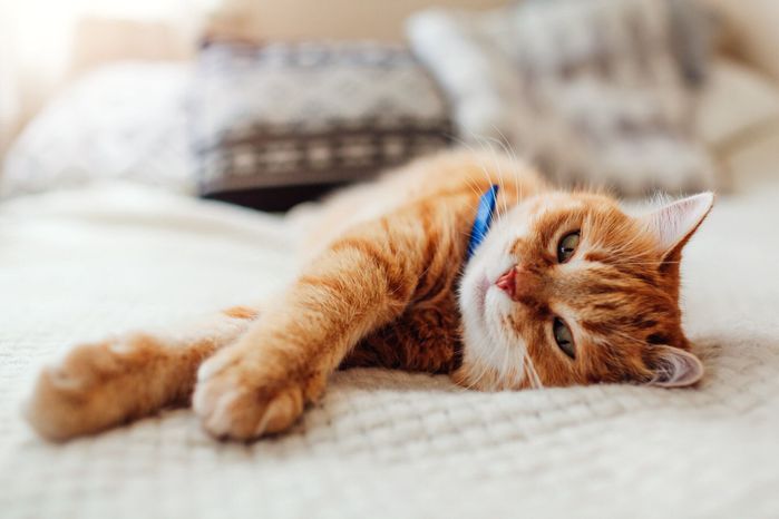 ベッドの上で寝転ぶ猫