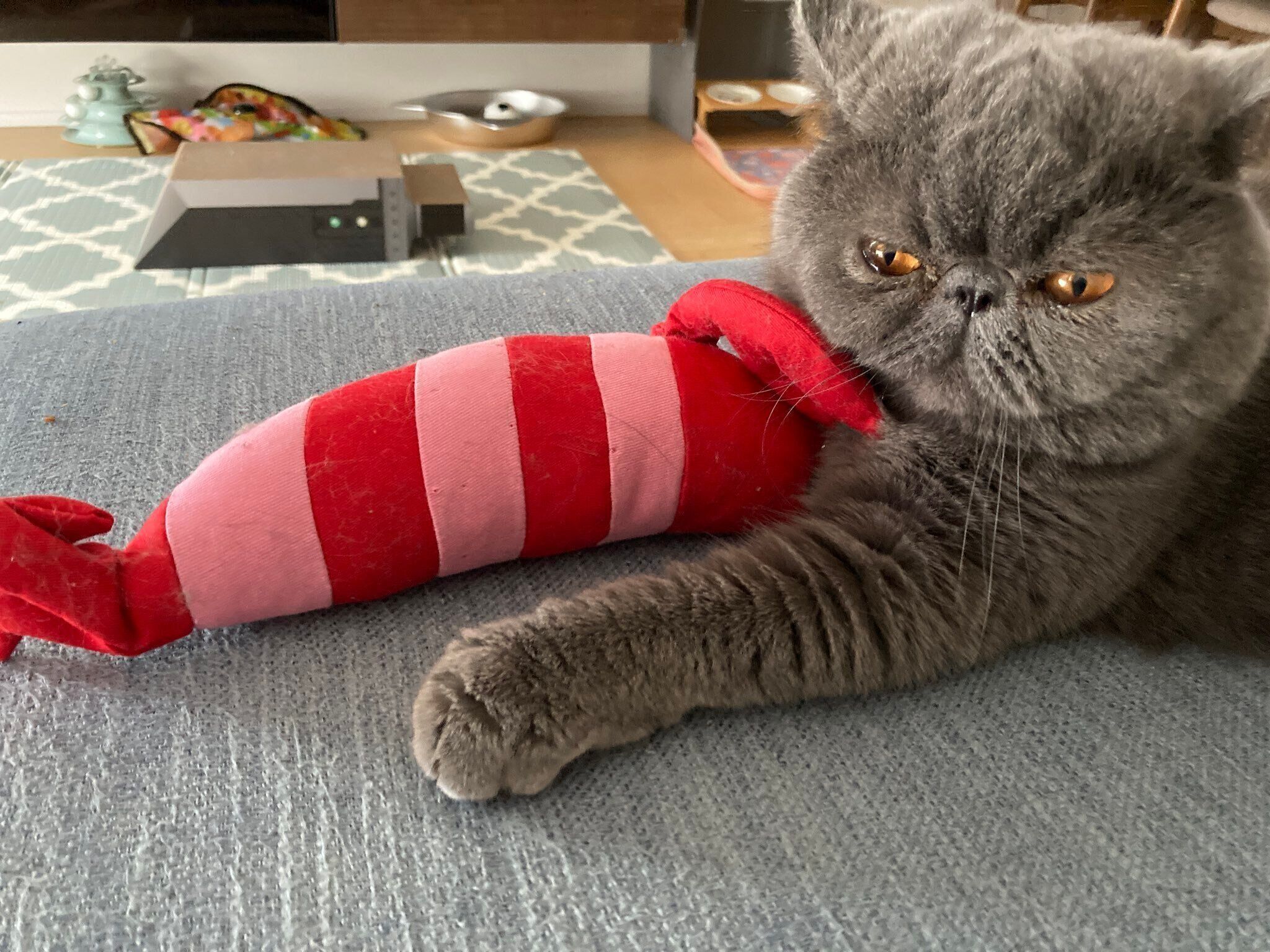 成長後の様子　すっかり大きくなったもずくくん