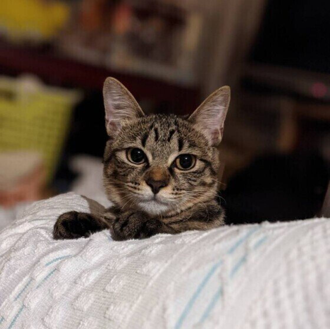 猫はどれくらいの時間トイレを我慢すると注意が必要 獣医師が解説 ねこのきもちweb Magazine 猫はどれくらいの時間トイレを我慢すると注意が必要 獣医師が解説 ねこのきもちweb Magazine