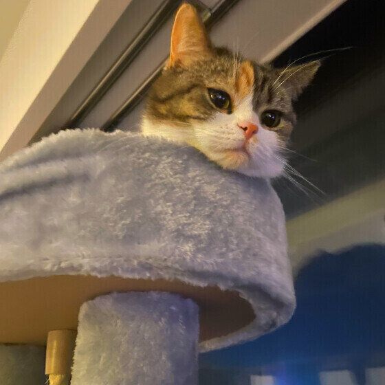 スコティッシュフォールドのかりんちゃん