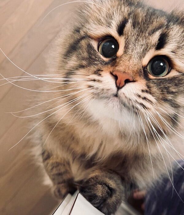 見つめるヤマネコくん