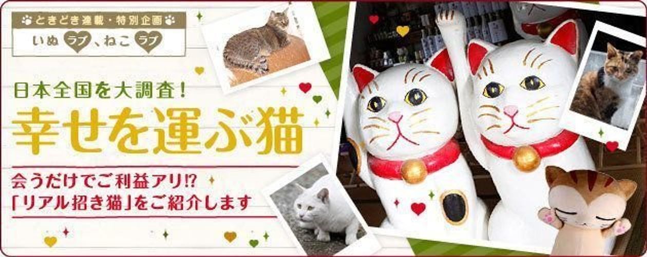 招き猫発祥の地に現れる白猫 ナミちゃん ねこのきもちweb Magazine 招き猫発祥の地に現れる白猫 ナミちゃん ねこのきもちweb Magazine
