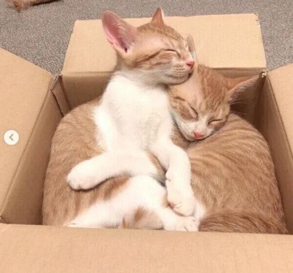 くっついて眠るむぎちゃん、みそちゃん