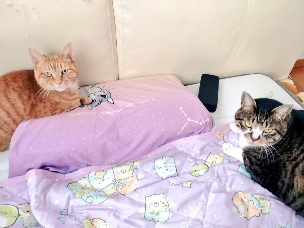 13才の猫と9才の猫