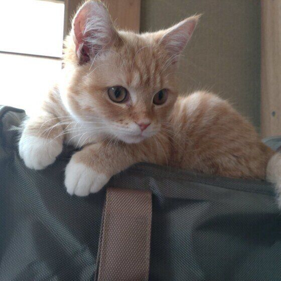 マンチカンのたまもちゃん