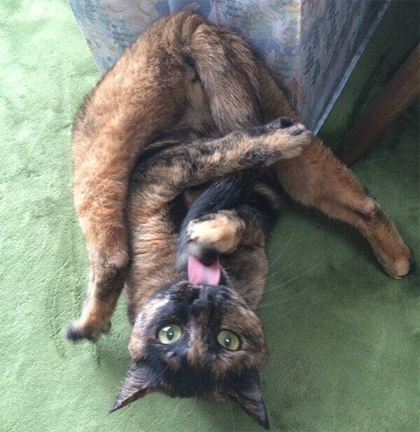 おもしろいポーズをするしゃけちゃん