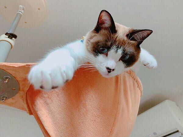 おもしろいポーズをするぽんちゃん