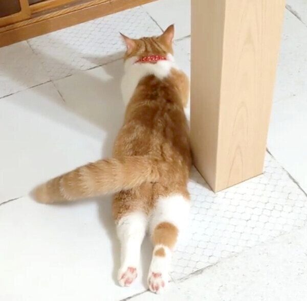 しっぽをふりふりするむぎちゃん