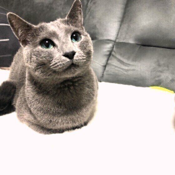 見上げるロシアンブルー