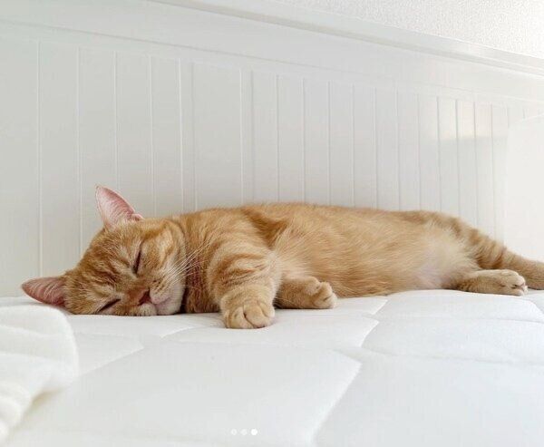 ひんやり素材の布団で気持ち良さそうに寝るたるたるちゃん