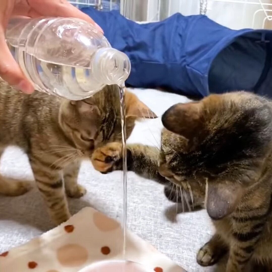 水に夢中になるリリちゃんとリタちゃん