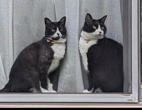 窓から監視する富士丸くんと天ちゃん