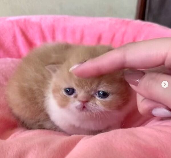 飼い主さんの家にやってくる前のまめ吉くん
