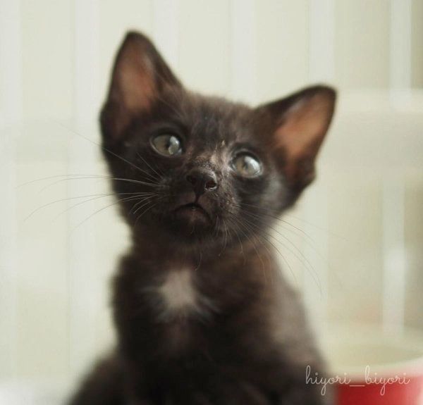 黒猫の月ちゃん