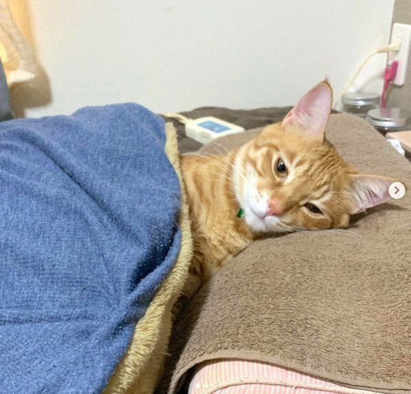 自分を猫と認識していない茶トラ