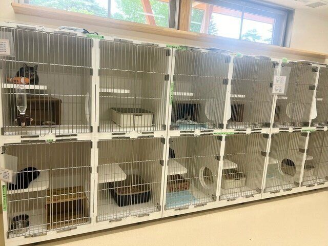 写真提供／いしかわ動物愛護センター