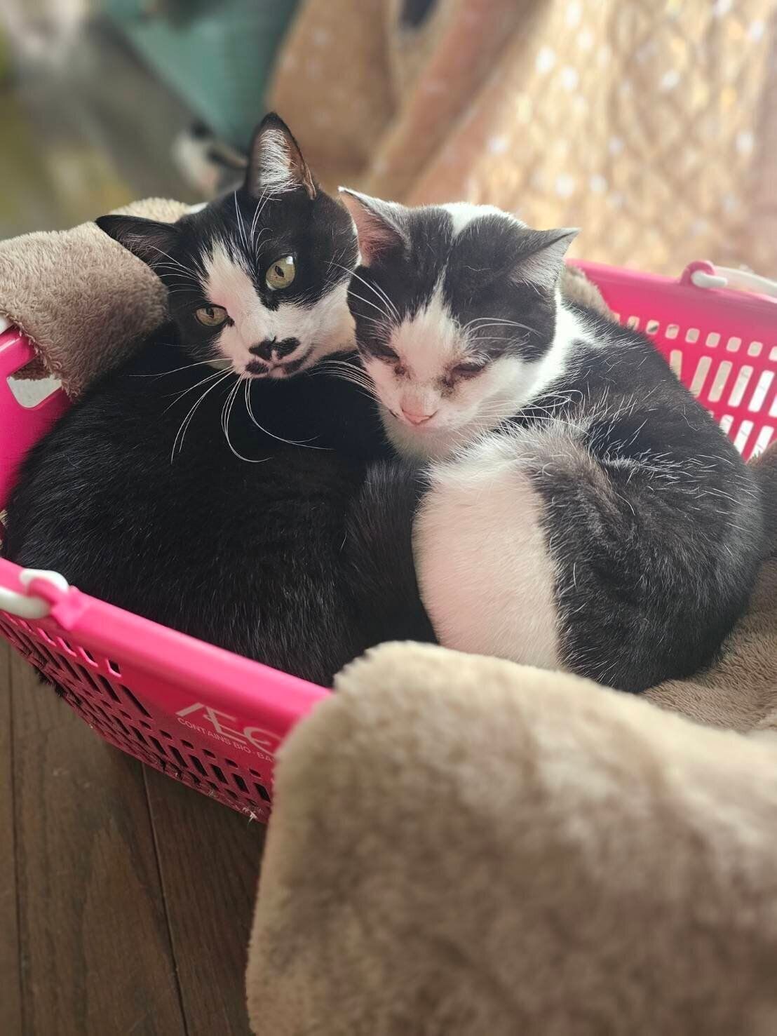 一緒にくつろぐ2匹の猫