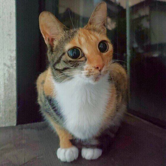 調査】察しがいいようでu2026（笑） 飼い主より「一枚上手だ」と思った猫の 