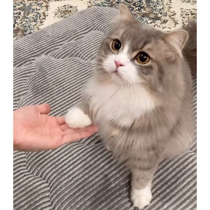 オテをする翠くん