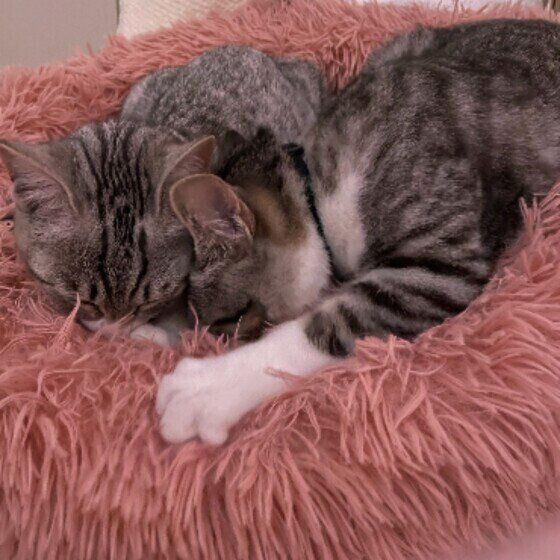 ふみふみするこももちゃん（MIX）