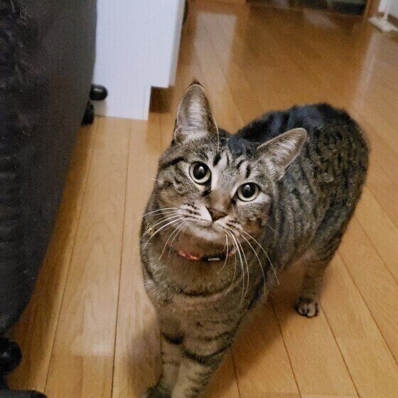 キジトラ猫のあずきちゃん