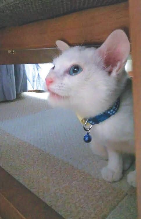 見上げる雪月ちゃん