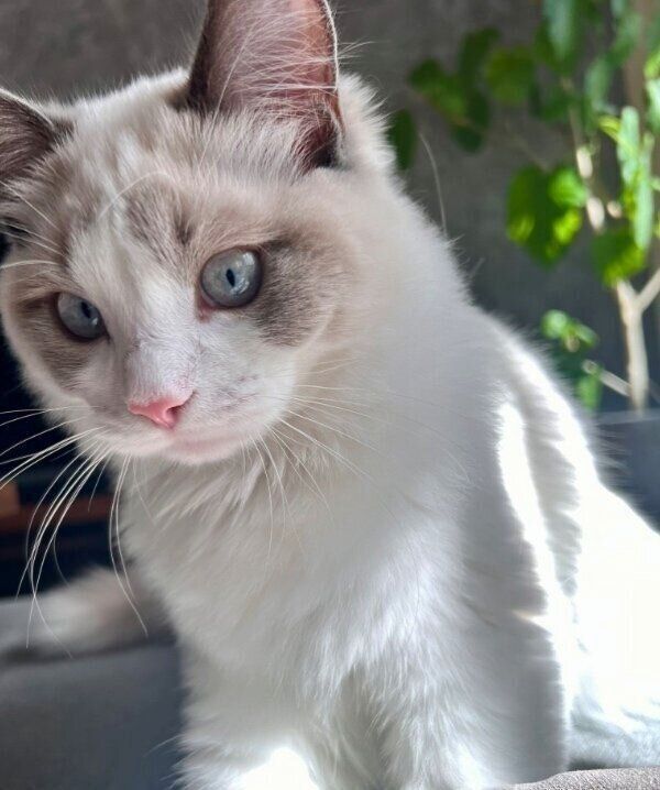 体調不良の飼い主さんを気遣うソラくん