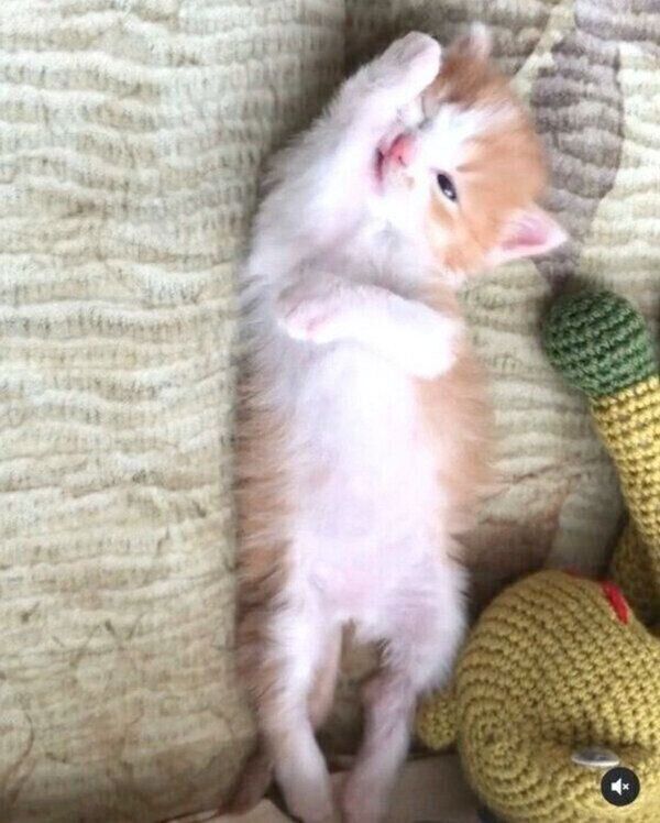 子猫時代のくつろぐのぶおちゃん