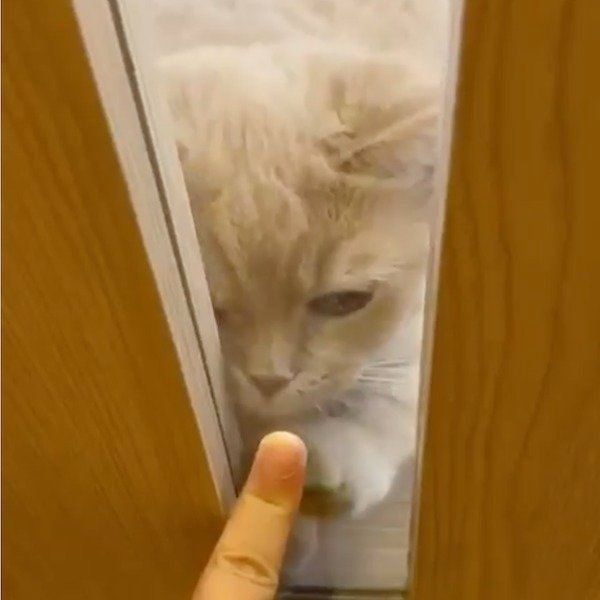 ドア越しにお手てタッチするここちゃん