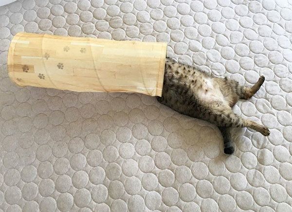 トンネルの中でバンザイ寝する猫