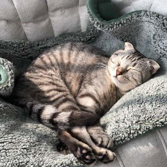 スコティッシュフォールドのレオくん