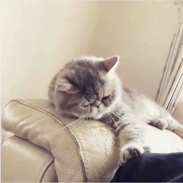 独特な愛情表現をするニャンコ