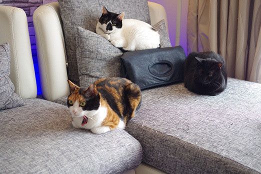 カバンをSPする猫たち