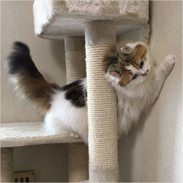 キャットタワー大好きニャンコ