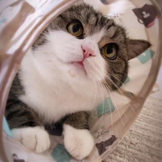 じゃらし待ちの大福くん