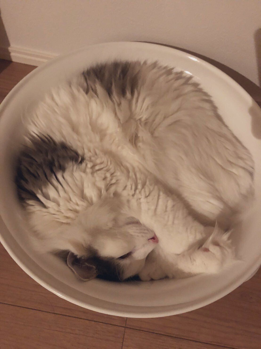 のあちゃんのスーパーニャーン