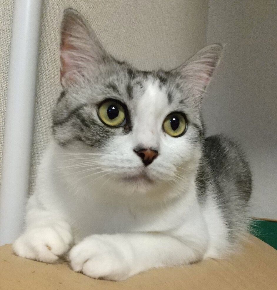 まったりするウィンちゃん。