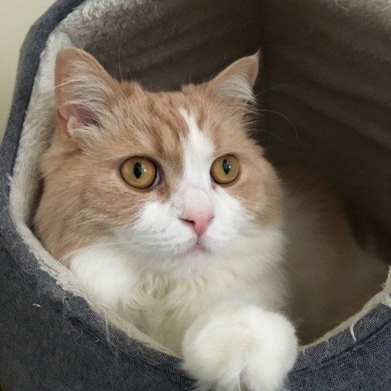 くつろぐスコティッシュフォールド・ロングヘア