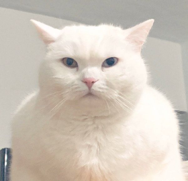 人間のような肩幅をもつてふちゃん