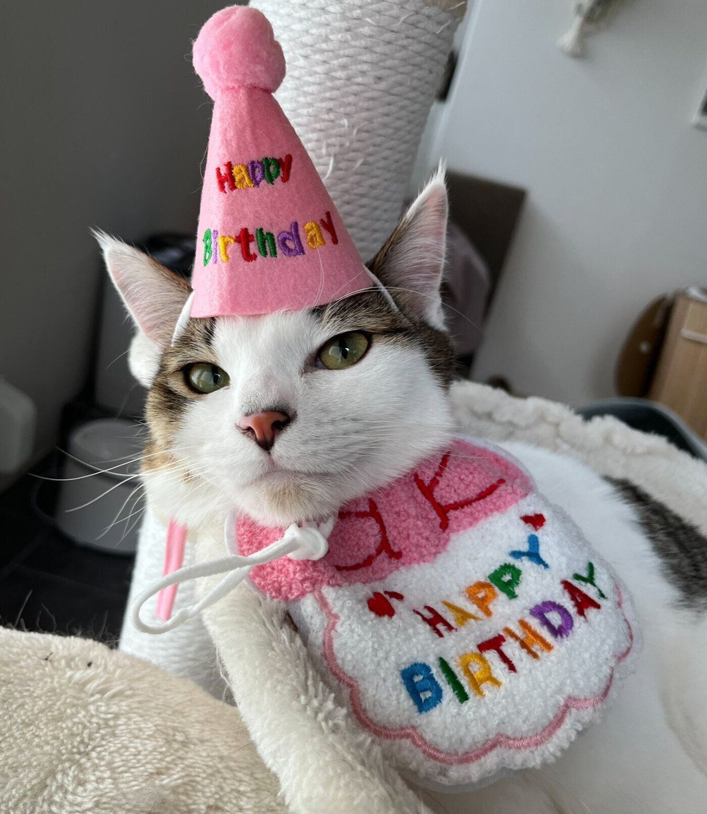 1才になったゆき丸くん