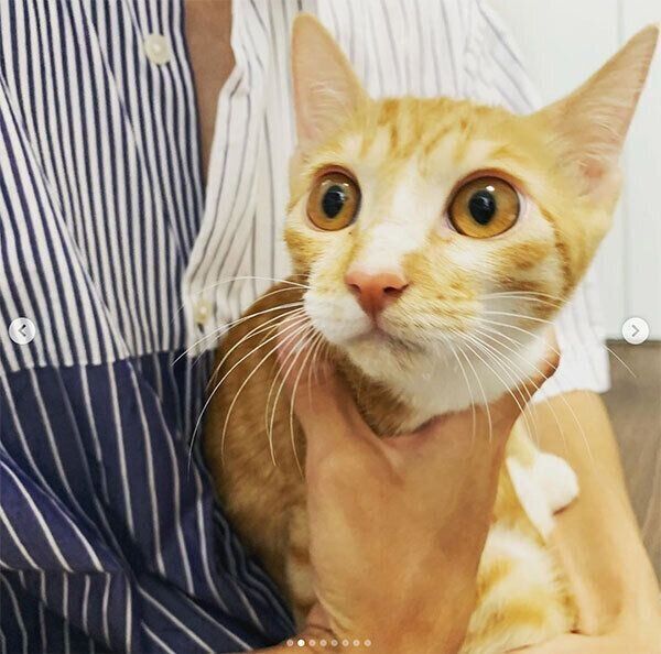 抱っこしてもらう猫