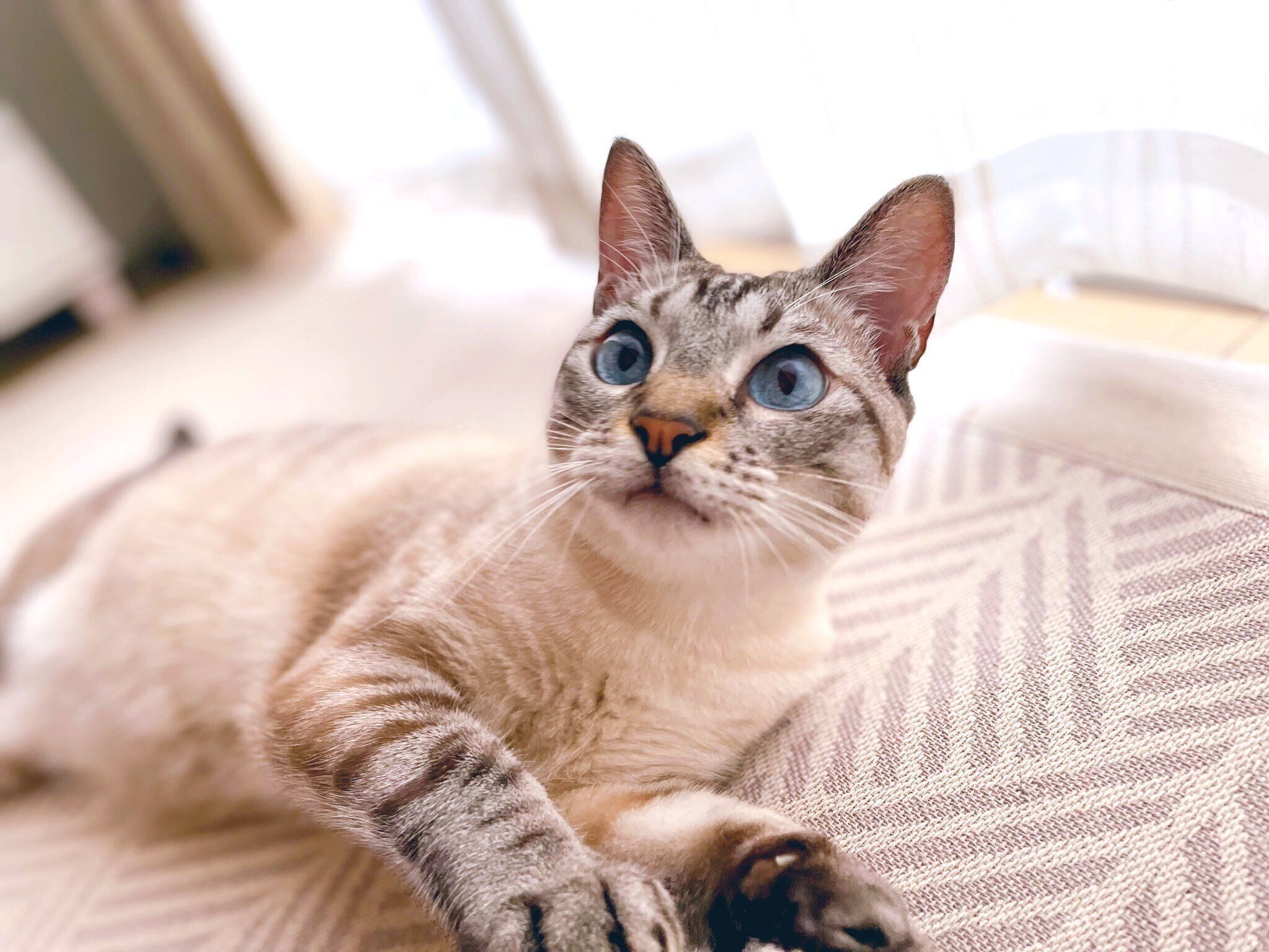 ブルーの瞳が美しいはるたくん