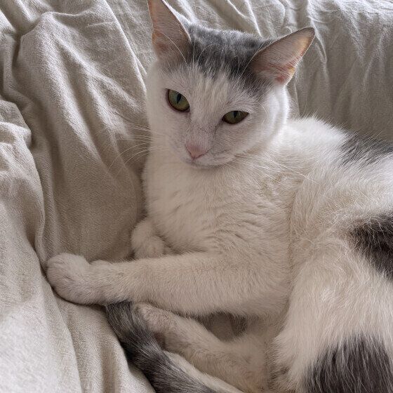 ツンデレのそばちゃん